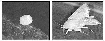 The tiny egg of the corn earworm may be laid directly on its victim plant. The noctuid moth that grows from the corn earworm caterpillar is often referred to as the Miller Moth.